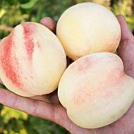 Саджанець Персик Білий Лебедєва